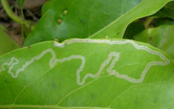 Leaf showing damage caused by burrowing of the leaf miner larvae.