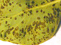 Pear leaves showing the pest Pear Leaf Blister Mite