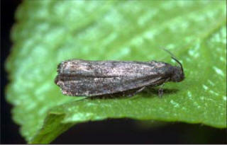 Plum Fruit Moth Adult