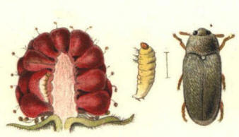 Picture shows the damage caused by the Raspberry beetle maggot, together with the beetle and grub separately.