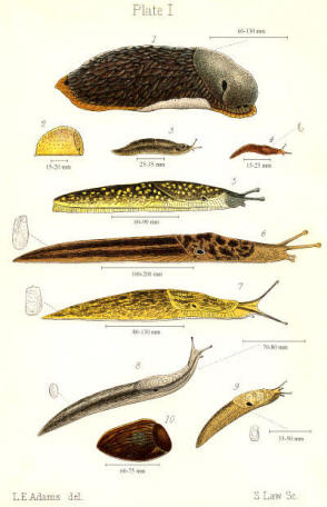Picture show various types of slugs which are a problem in gardens