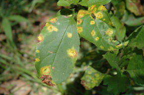 Apple leaf rust