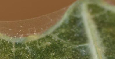 Closeup of a red spider mite colony