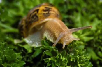 Garden Snail having a feast of foliage