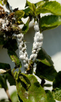 Wooly aphids are suckers of sap from affected plants
