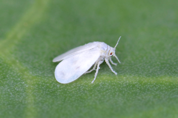 Whiteflies are a serious garden and plant pest