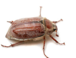 an adult Chafer Beetle