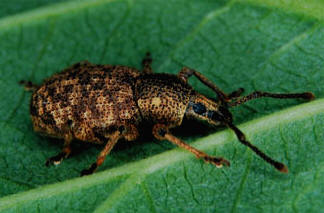 an adult Clay Coloured Weevils are small beetles that feed on leaves