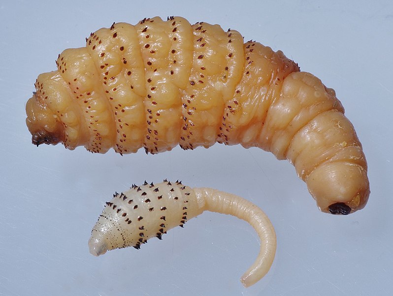 The dermatobia larva