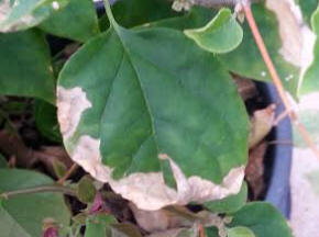 leaf scorch