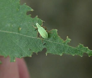 The green Leaf Weevil is a common pest of Oaks, Birches, Sorbus and Beech