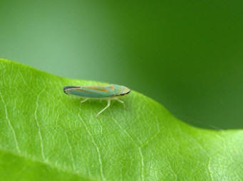 There are several different types of leaf hoppers