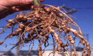 Nematodes sometimes cause growth on roots of some plants