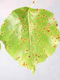 Leaves of a Pear Tree suffereng from Pear Rust Fungus.