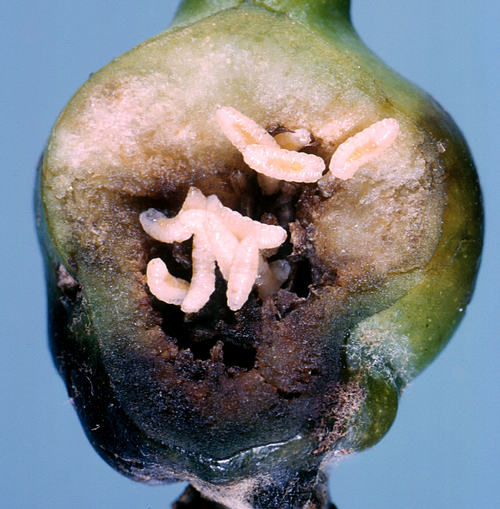 Pear Midge Larva