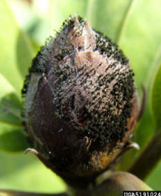 Typical Bud Blast on Rhododendron bud