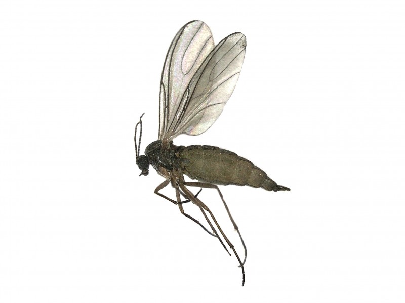 The Sciarid Fly
