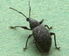 Vine weevil beetle shown at several times actual size. The Vine weevil beetle is rarely, and measures no more than 10mm.