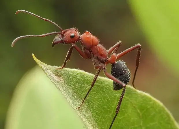 An Ant on a leaf
