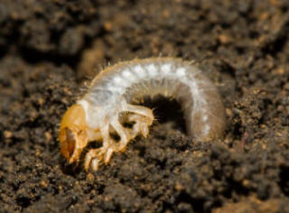 Chafer Grubs damage roots and underground stems of many plants during the winter and spring months as they overwinter in the soil