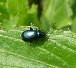 A Flea Beetle