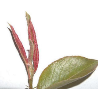 Black Currant Leaf Gall