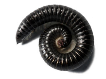Control of Millipedes