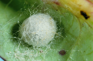 A Lacewing in a pupate state on the underside of a leaf
