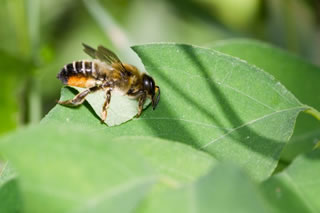 A Leaf Cutter Bees