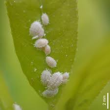 Mealybugs are small fluffy or waxy looking insects - aphids - that can be difficult to control or kill