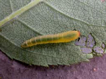 The larvae - grub - of the sawfly are yellowish green caterpillar look-alikes known as slugworms.
