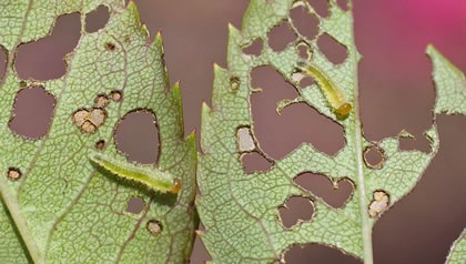 Leaf Rolling Sawfly