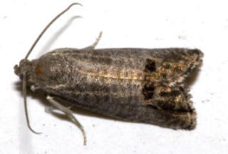 The Codling Moth adult