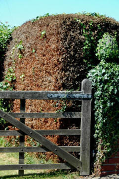 Substantial damage from Leylandii Aphids means that this hedge will have to be replaced