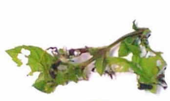 Damage to foliage by the Tortrix Moth caterpillars