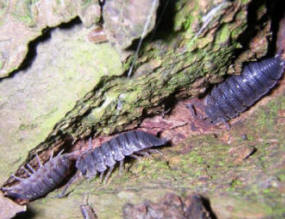 Woodlice hidden away in the crevice of rough bark during the day time.