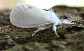 Adult moth showing the general white colouring of the Yellow-tail moth.