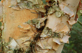 Betula Bark Natural Peeling
