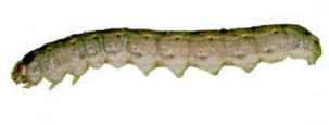 The cutworm caterpillar