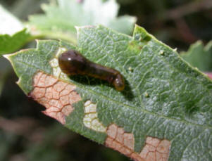 Fruit tree slug worms