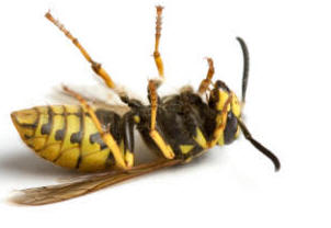 A dead wasp