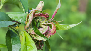 Leaf Curl on a Peach Tree