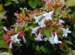 Abelia grandiflora has light pink flowers