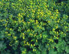 Alchemilla mollis - yelow flower en masse on top of lime green foliage