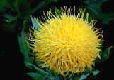 Caerthamnus a yellow flowered perennial for the wildlife