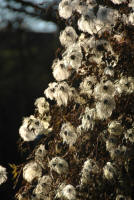 Clematis tangutica fall and winter seedheads against winter sun.