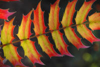 Mahonia x media Buckland - single leaf showing the bright winter colours.