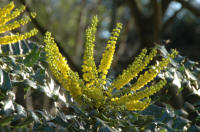Mahonia x media Charity in mid winter. A firm favourite
