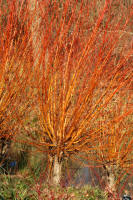 Many salix - such as the Salix Btitziensis have very colourful stems if coppiced each year