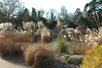 Assorted ornamental grasses with seedheads in winter sunshine